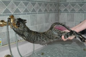 cat-bathing